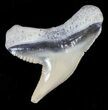 Fossil Tiger Shark Tooth - Lee Creek (Aurora), NC #52039-1